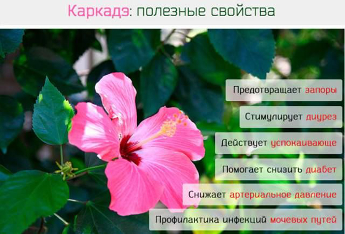 Гибискус: комнатный и садовый — всё от А до Я про цветок смерти