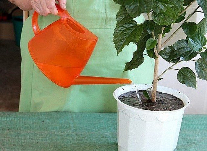 Гибискус: комнатный и садовый — всё от А до Я про цветок смерти
