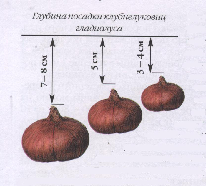 Анемоны схема посадки