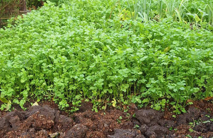 Горчица как сидерат (20 фото): свойства для огорода, когда посеять и перекапывать