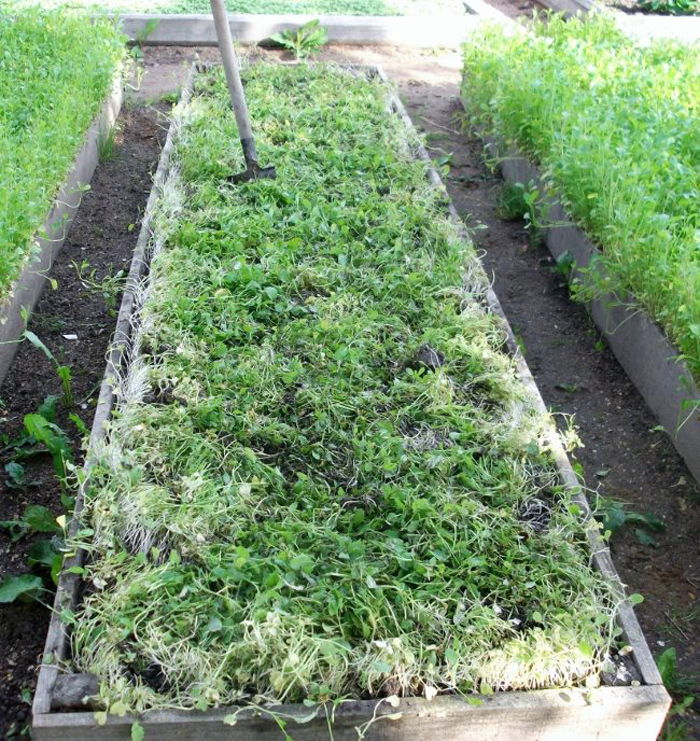 Горчица как сидерат (20 фото): свойства для огорода, когда посеять и перекапывать