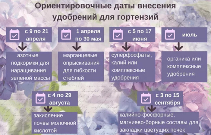 Гортензия (100 фото): описание, сорта, выращивание в открытом грунте и домашних условиях