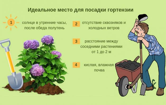 Гортензия (100 фото): описание, сорта, выращивание в открытом грунте и домашних условиях