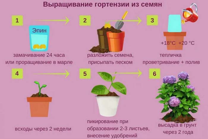 Гортензия (100 фото): описание, сорта, выращивание в открытом грунте и домашних условиях