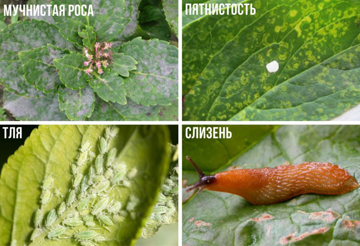 Гортензия (100 фото): описание, сорта, выращивание в открытом грунте и домашних условиях