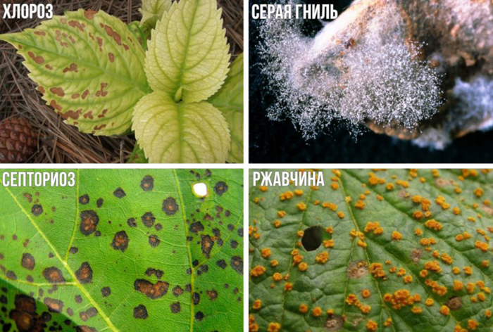 Гортензия (100 фото): описание, сорта, выращивание в открытом грунте и домашних условиях