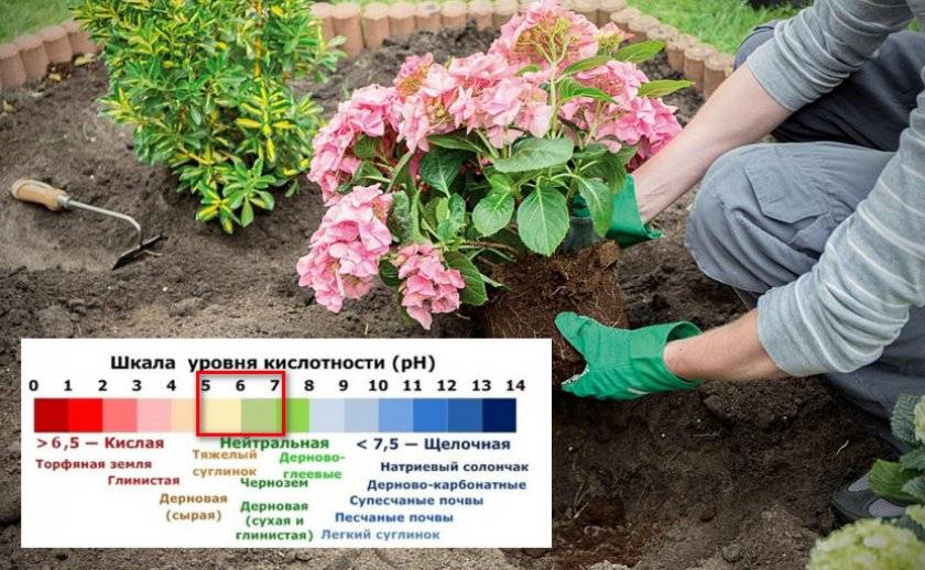 Схема посадки гортензии древовидной