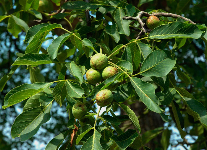 Грецкий орех (40 фото) — как выглядит дерево, выращивание, сорта, уход