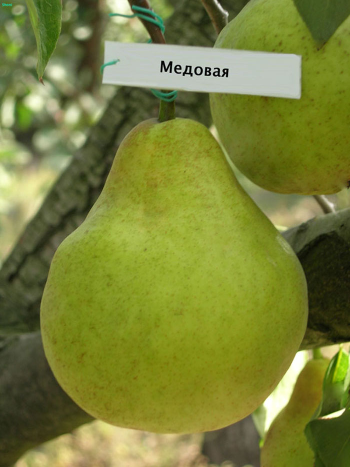 Груша медовая (25 фото) — описание сорта и отзывы