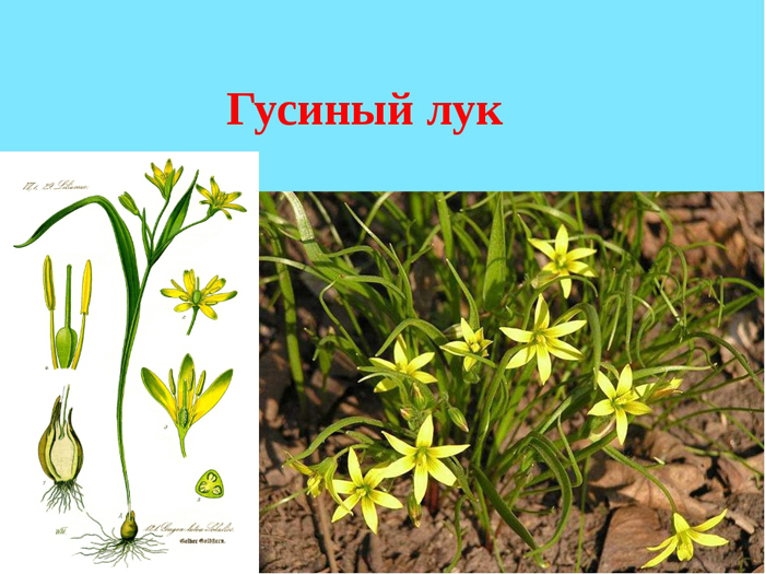 Рисунок гусиный лук желтый