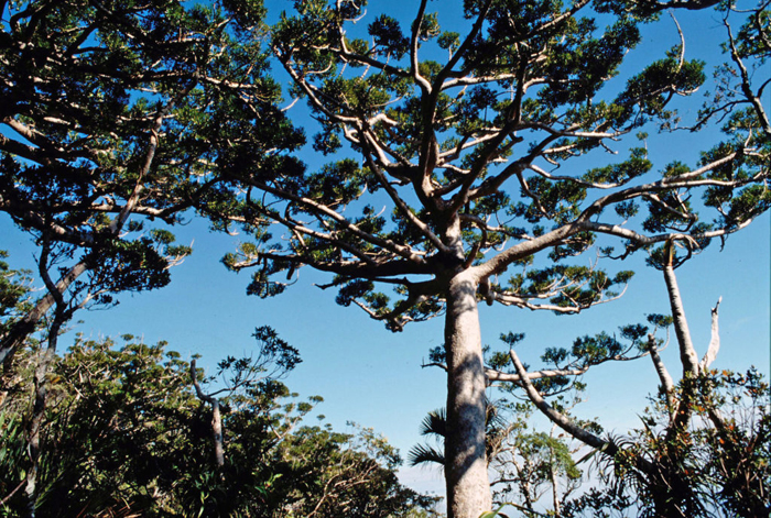 Хвойные деревья: классификация с фото, описание 300 видов и сортов