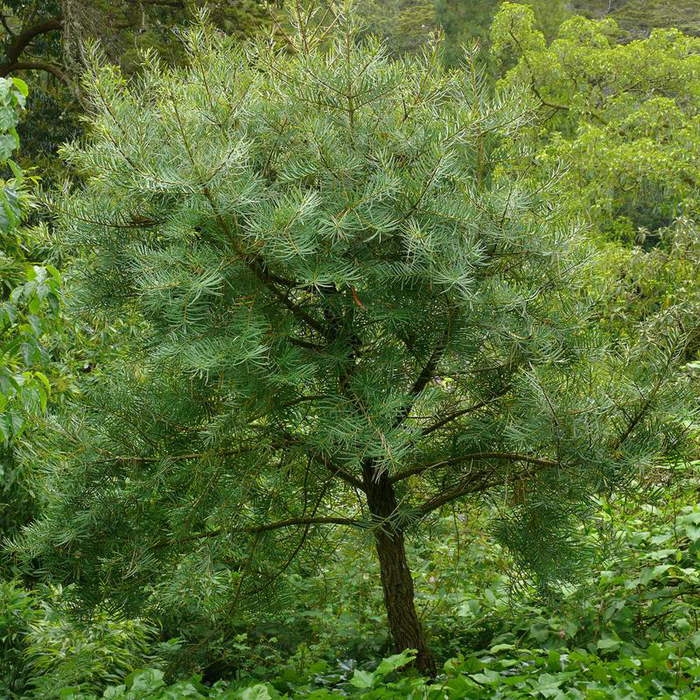 Хвойные деревья: классификация с фото, описание 300 видов и сортов