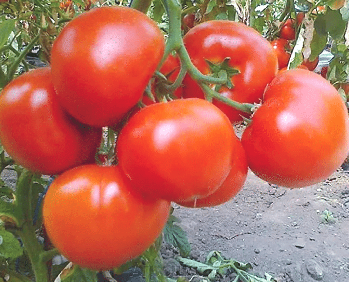Индетерминантные сорта томатов