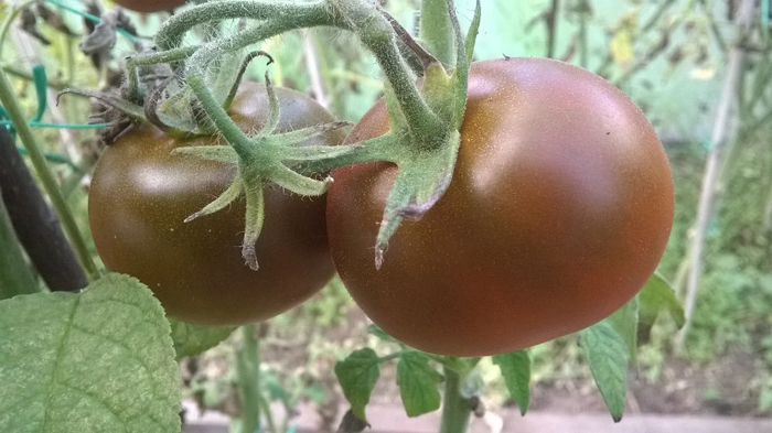 Индетерминантные сорта томатов