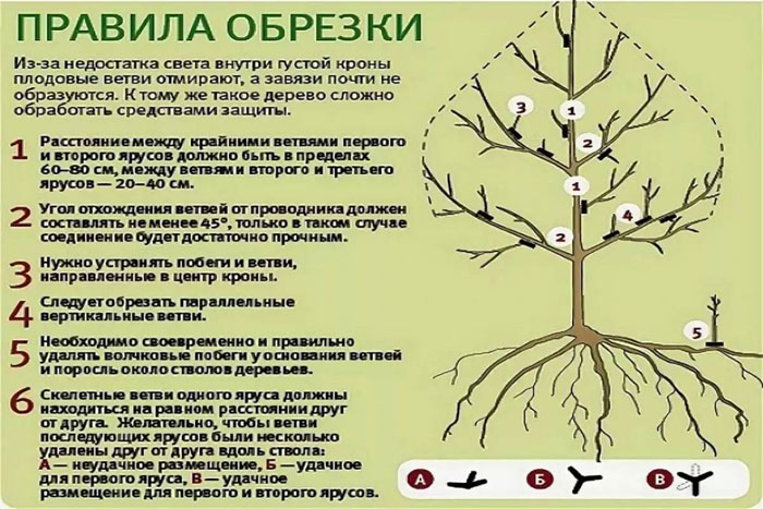 Яблоня Мантет: фото, описание сорта, тонкости выращивания