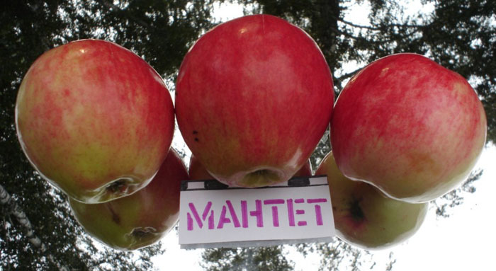 Яблоня Мантет: фото, описание сорта, тонкости выращивания