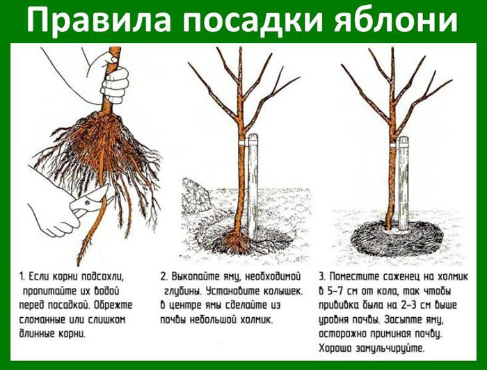 Яблоня Мантет: фото, описание сорта, тонкости выращивания