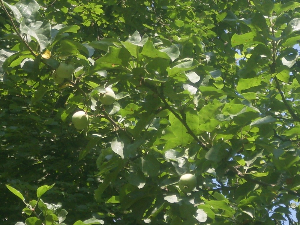 Яблоня сорта Грушовка: описание сорта, фото, посадка и уход