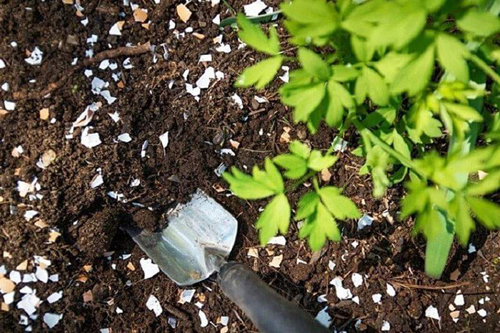 Яичная скорлупа для растений – где и как ее можно применять в огороде