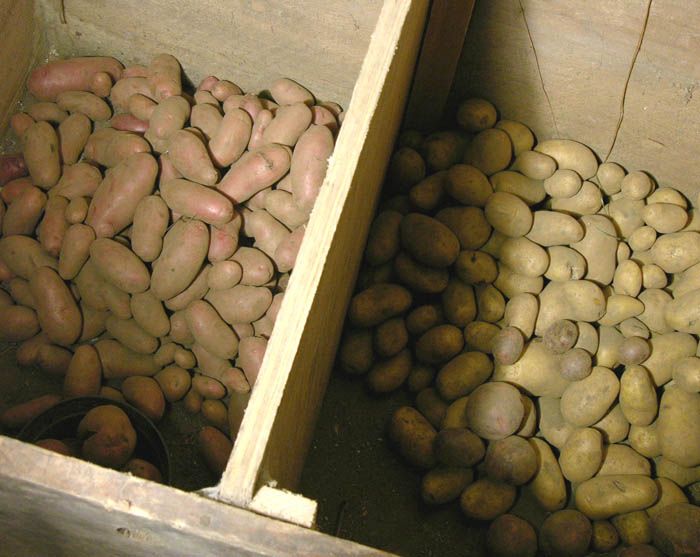 Как хранить картошку – температура, условия, правила для длительного хранения картофеля
