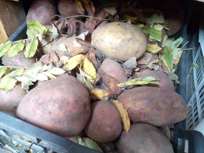 Как хранить картошку – температура, условия, правила для длительного хранения картофеля