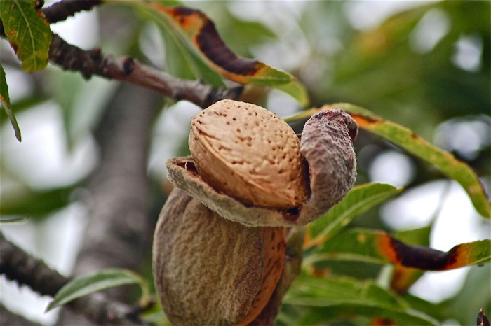 Как и где растет миндаль (35 фото) — описание ореха, сорта, выращивание