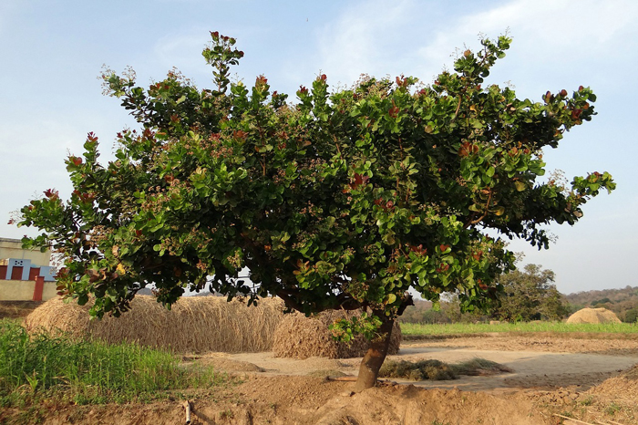 Как и где растет орех кешью (30 фото)