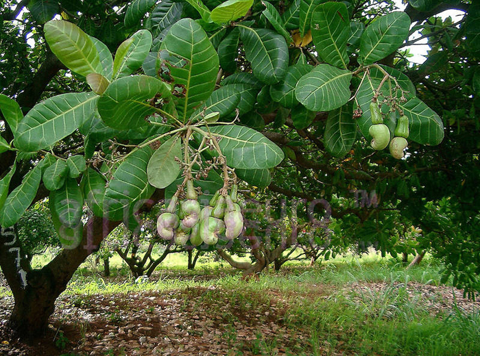 Как и где растет орех кешью (30 фото)