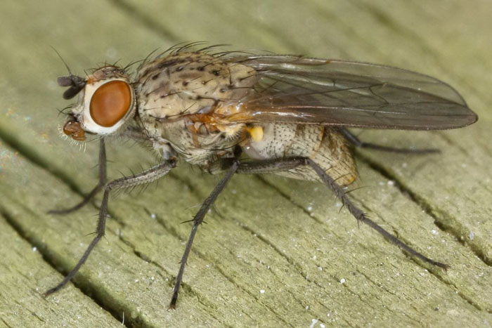 Как избавиться от луковой мухи