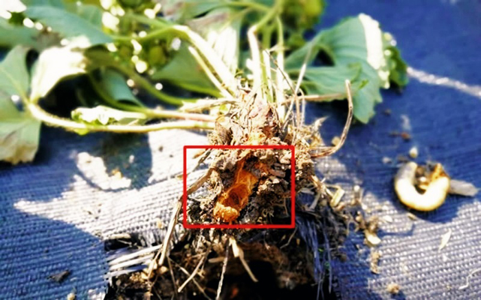 Как избавиться от майского жука или хруща — 12 способов и препаратов для борьбы с жуком и личинками