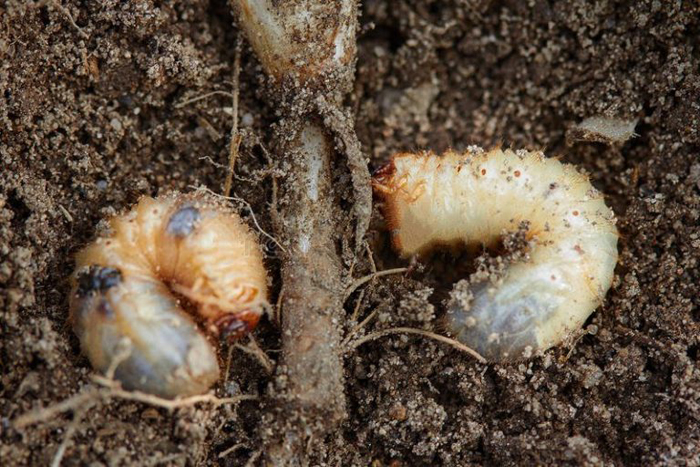 Как избавиться от майского жука или хруща — 12 способов и препаратов для борьбы с жуком и личинками