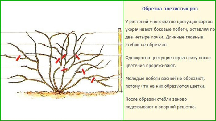 Как обрезать розы осенью 2023 года