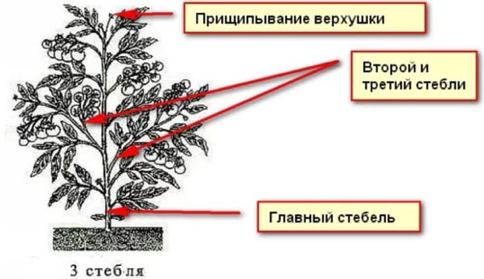 Пасынкование помидор в теплице пошагово в 2 стебля схема