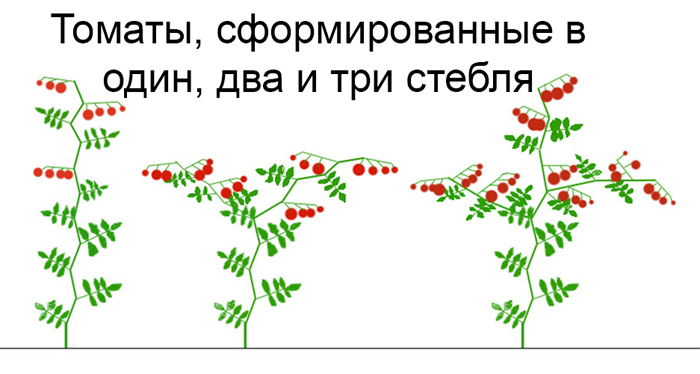 Как пасынковать помидоры схема рисунок