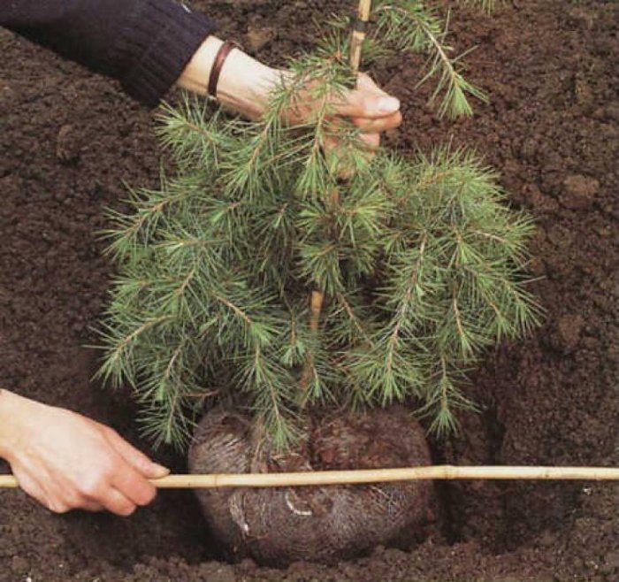 Как подкислить почву – основные способы для голубики, гортензии, хвойных