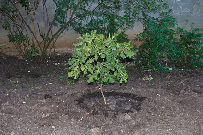 Как посадить дуб? Садим саженец или выращиваем дуб из желудя