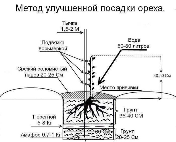 Как посадить грецкий орех от А до Я: сроки, технология посадки, уход, болезни и вредители