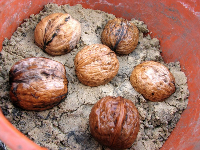 Как посадить грецкий орех от А до Я: сроки, технология посадки, уход, болезни и вредители