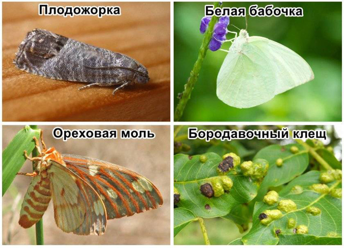 Как посадить грецкий орех от А до Я: сроки, технология посадки, уход, болезни и вредители