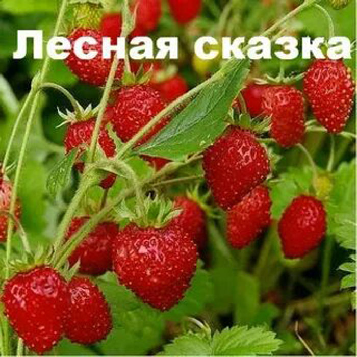 Как сажать клубнику осенью 2023 года