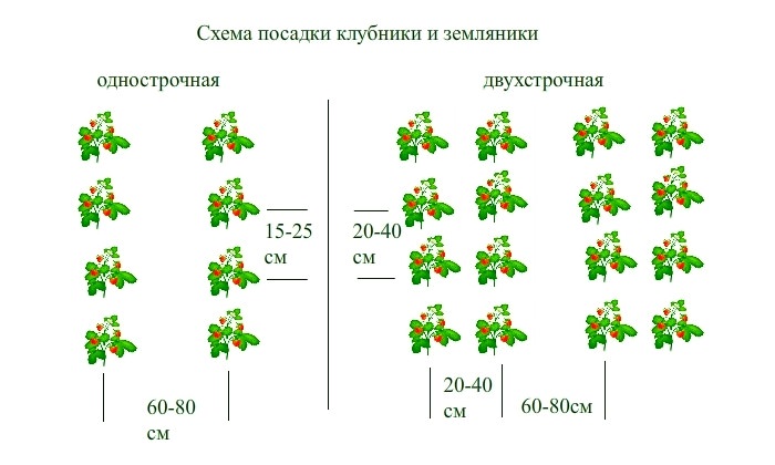 Как сажать клубнику осенью 2023 года