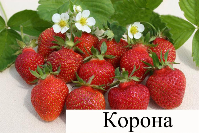 Как сажать клубнику осенью 2023 года