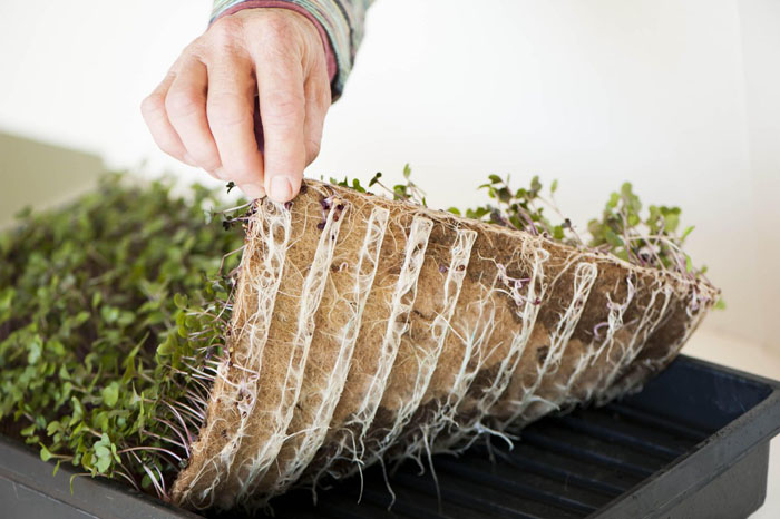 Как выращивать микрозелень без земли в домашних условиях — 7 способов