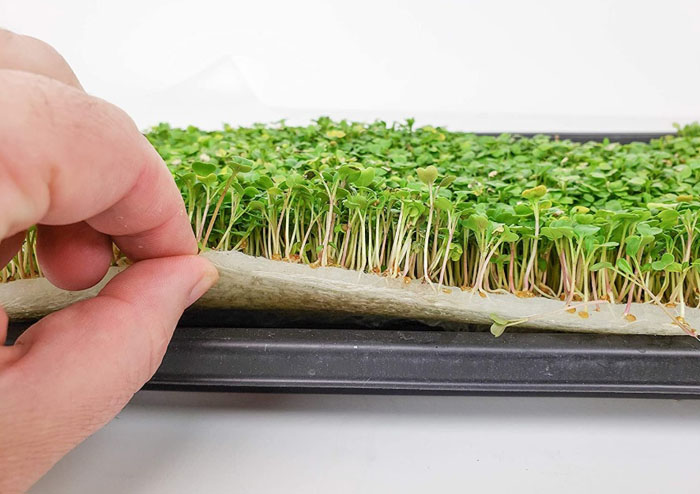 Как выращивать микрозелень без земли в домашних условиях — 7 способов