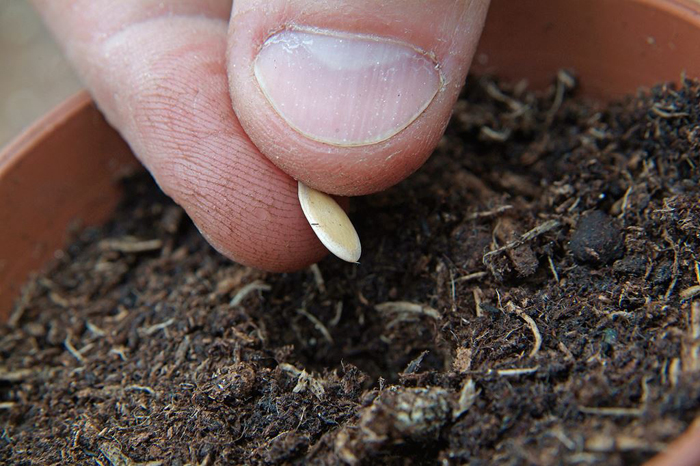 Как вырастить арбуз и дыню в теплице: инструкция по посадке бахчевых