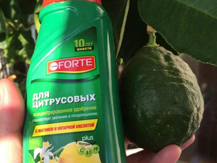 Как вырастить авокадо из косточки — 100% эффективный метод