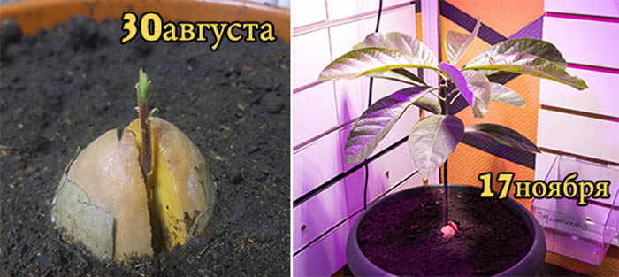 Как вырастить авокадо из косточки — 100% эффективный метод