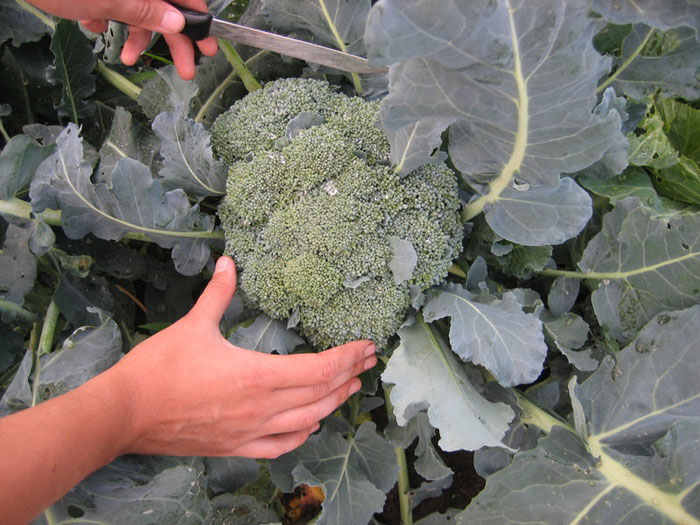 Как вырастить брокколи: сорта, выращивание капусты из семян, сбор урожая