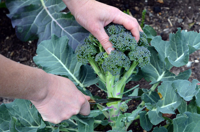 Как вырастить брокколи: сорта, выращивание капусты из семян, сбор урожая
