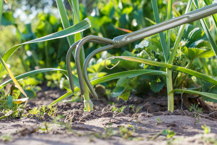 Как вырастить чеснок (30 фото) — правила выращивания ярового и озимого чеснока